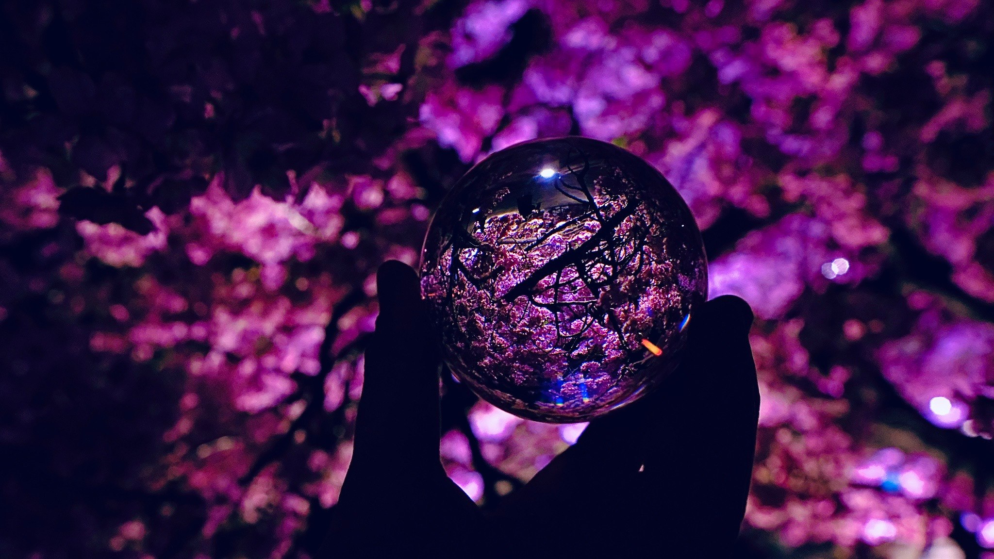 桜の花びらの中で手に持つガラス玉の幻想的な夜景