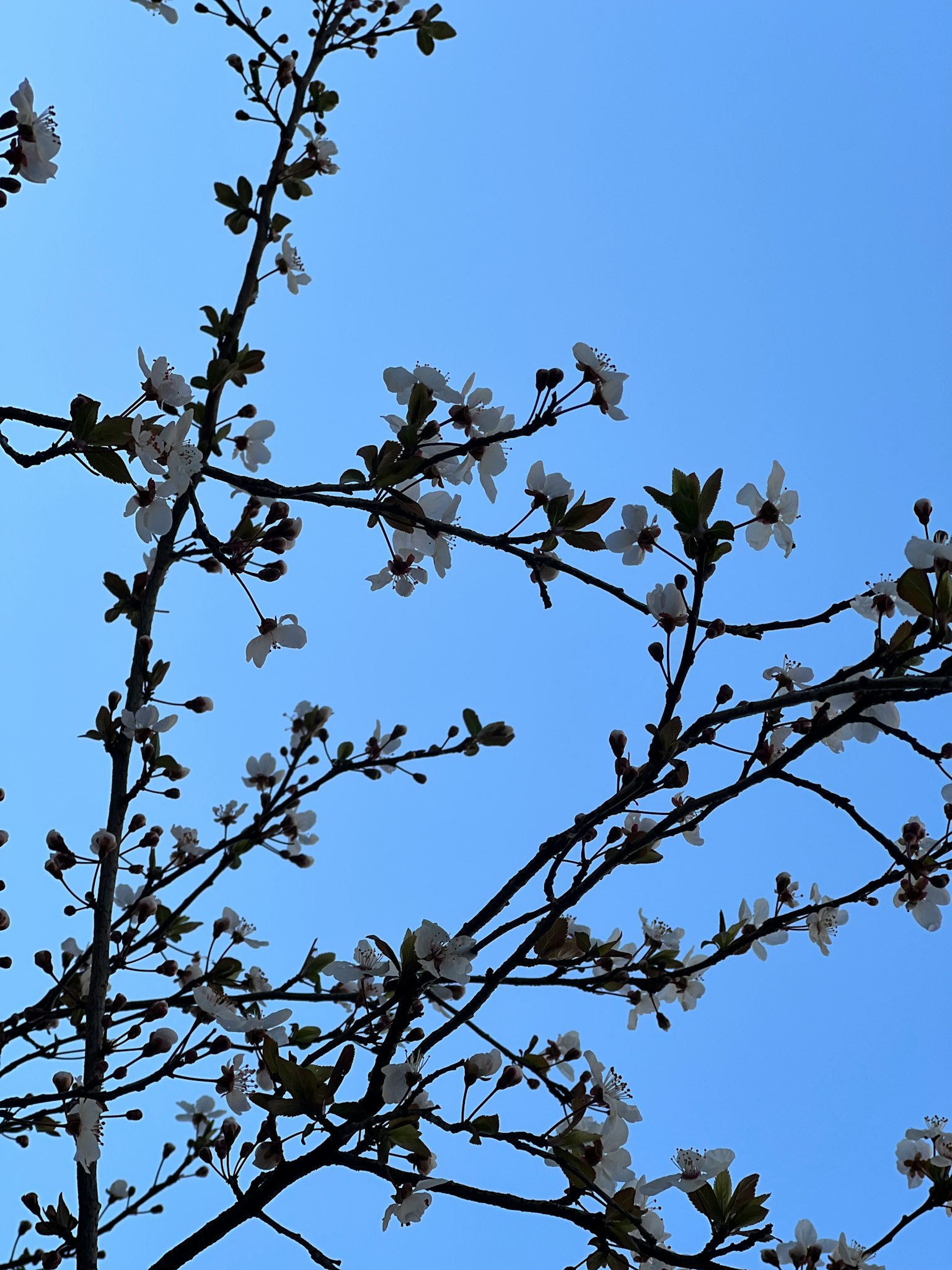 蓝天背景下的白花和树枝的轮廓