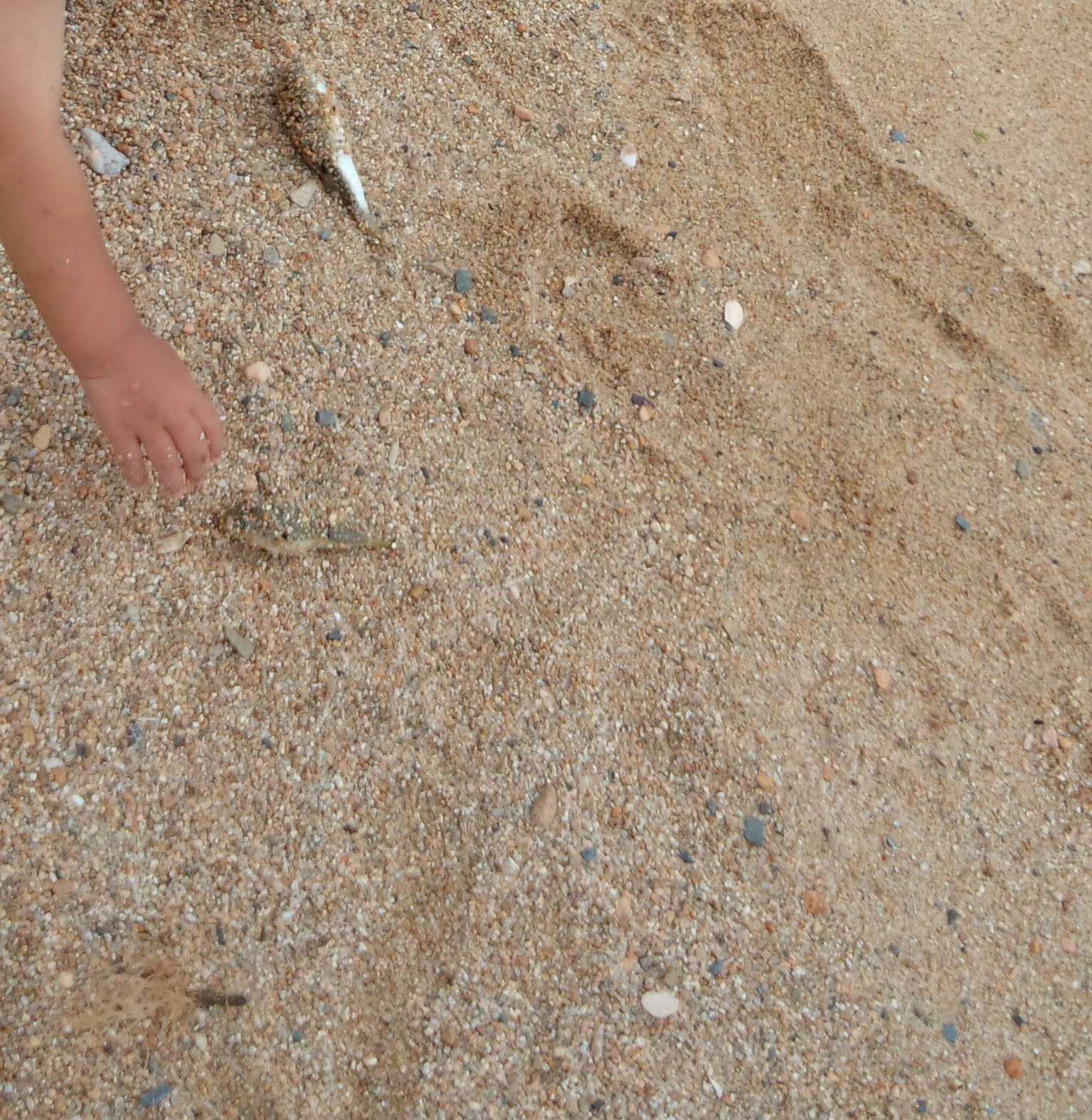 Lengan anak yang menjangkau pasir di pantai dengan kerikil kecil