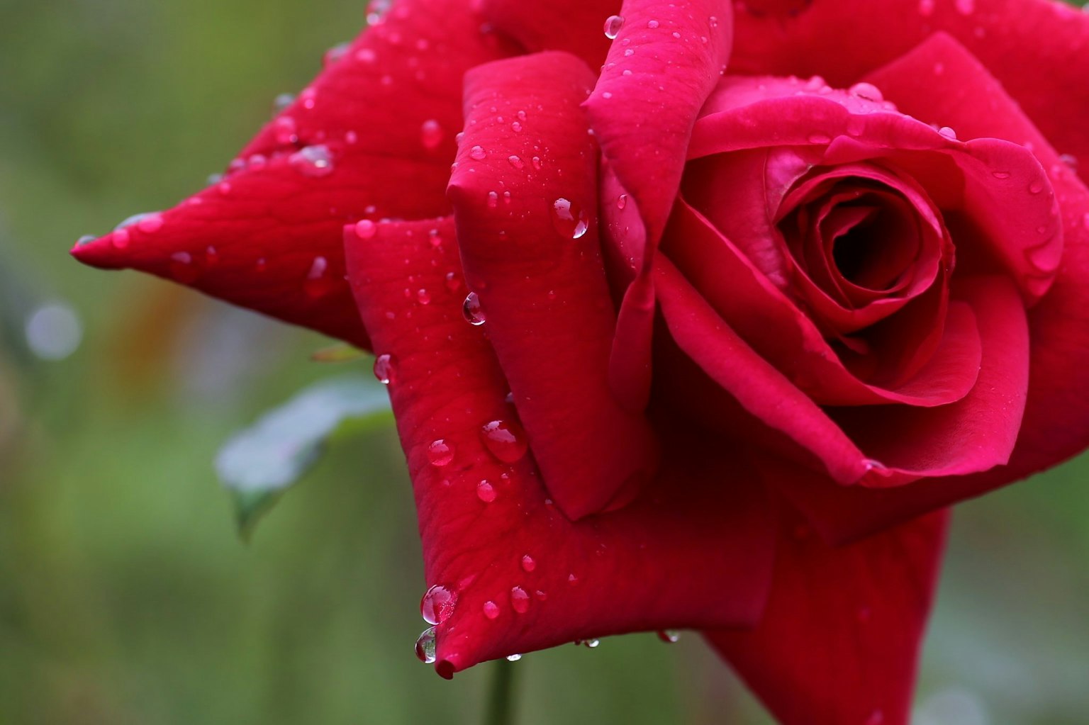 Vibrant red rose petals with droplets of water
