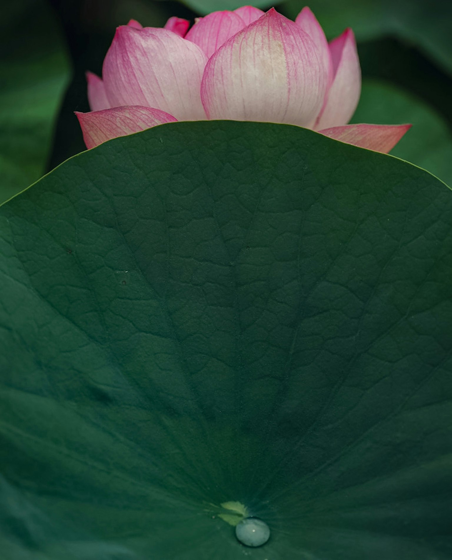Flor de loto rosa parcialmente oculta por grandes hojas verdes