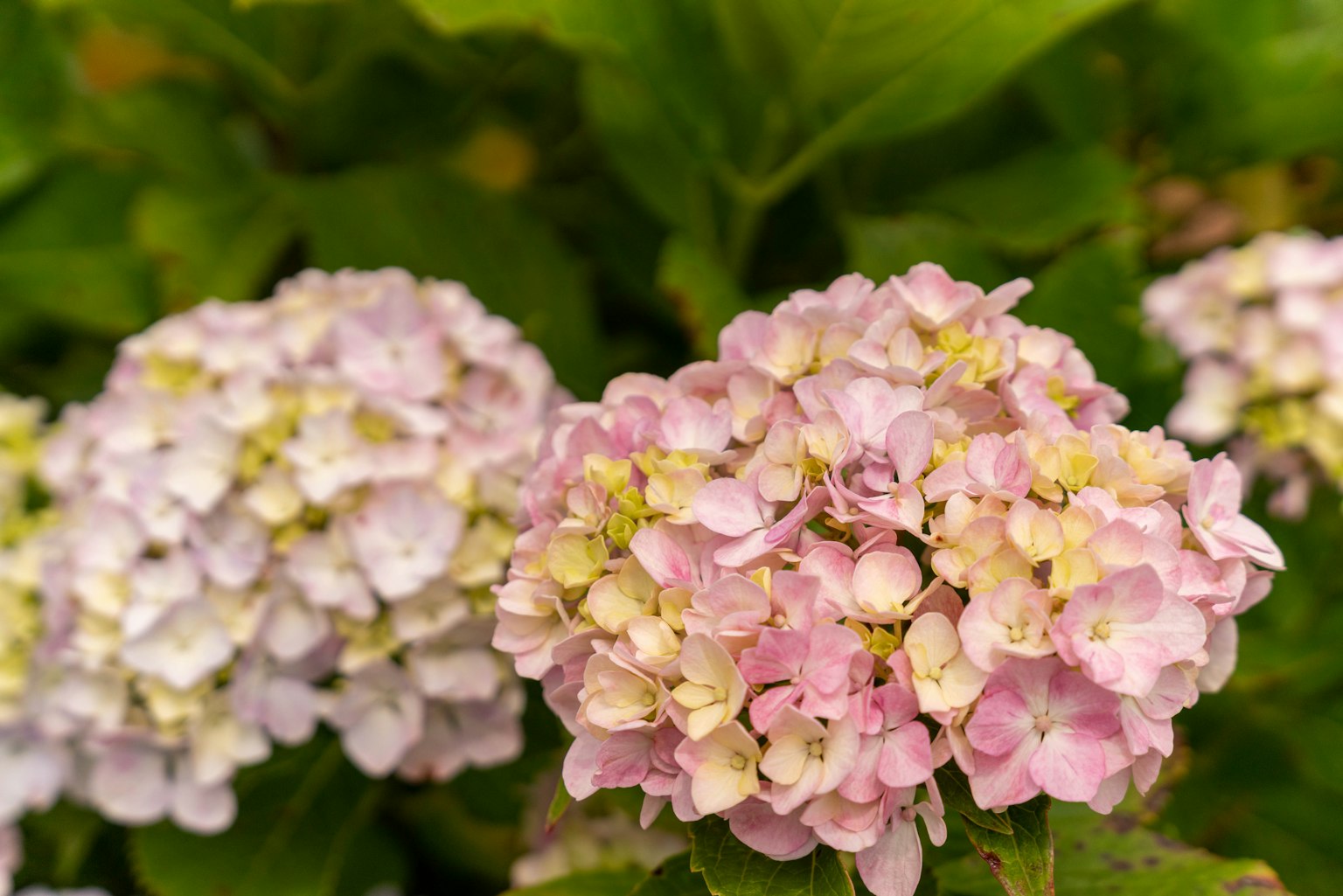 Fiori di ortensia colorati in fiore
