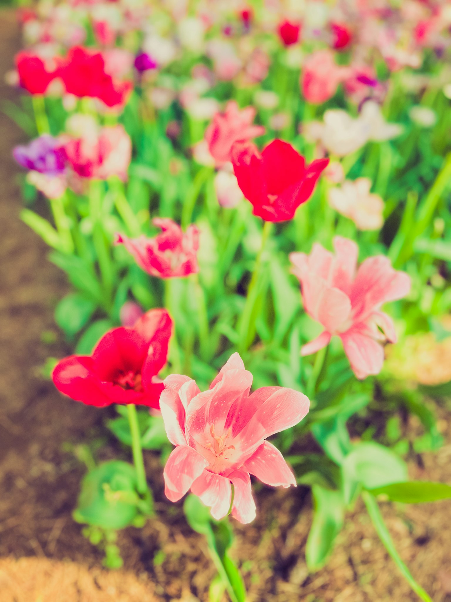 Tulipes colorées fleurissant dans un jardin de fleurs