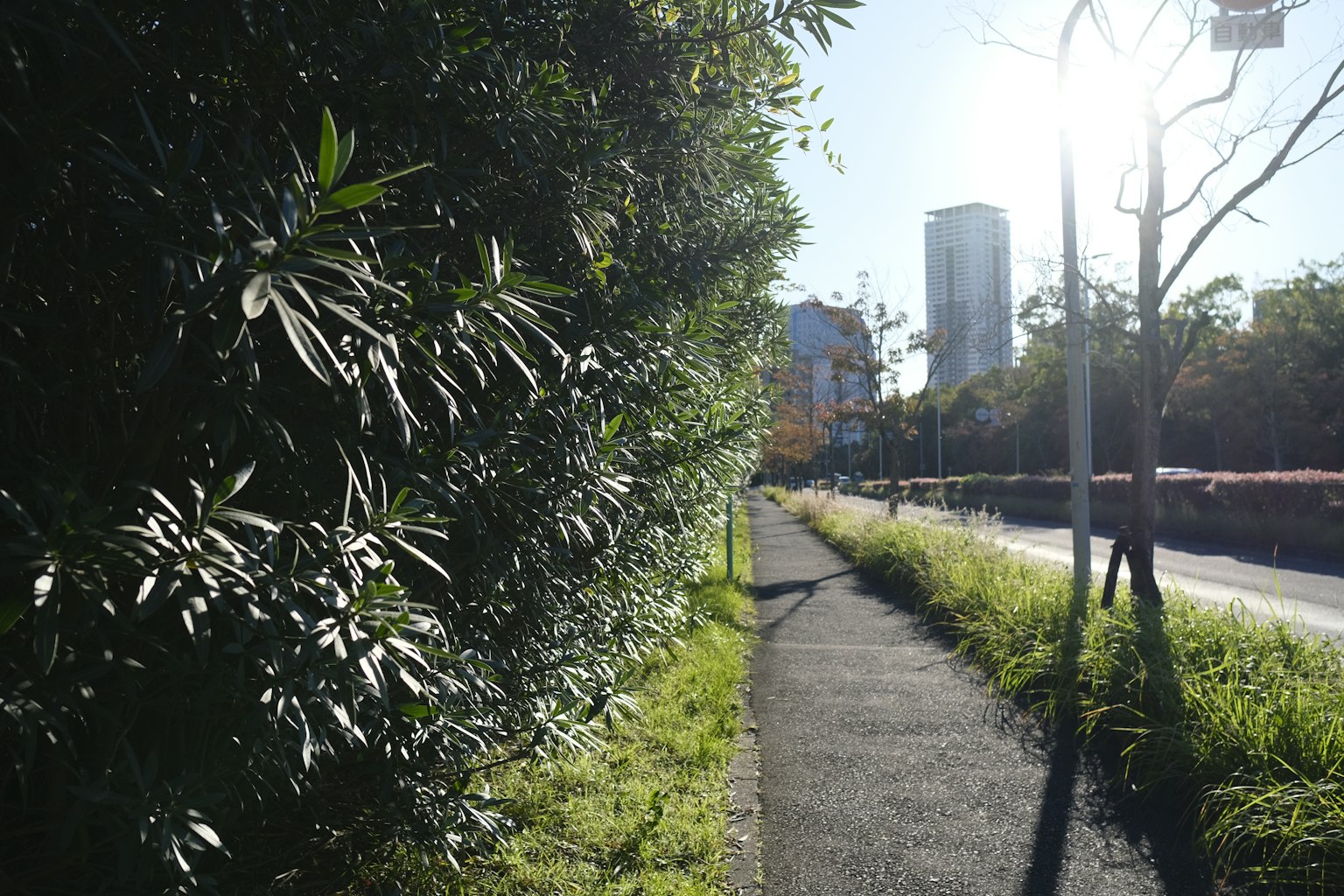 綠樹成蔭的小路和背景中的高樓大廈