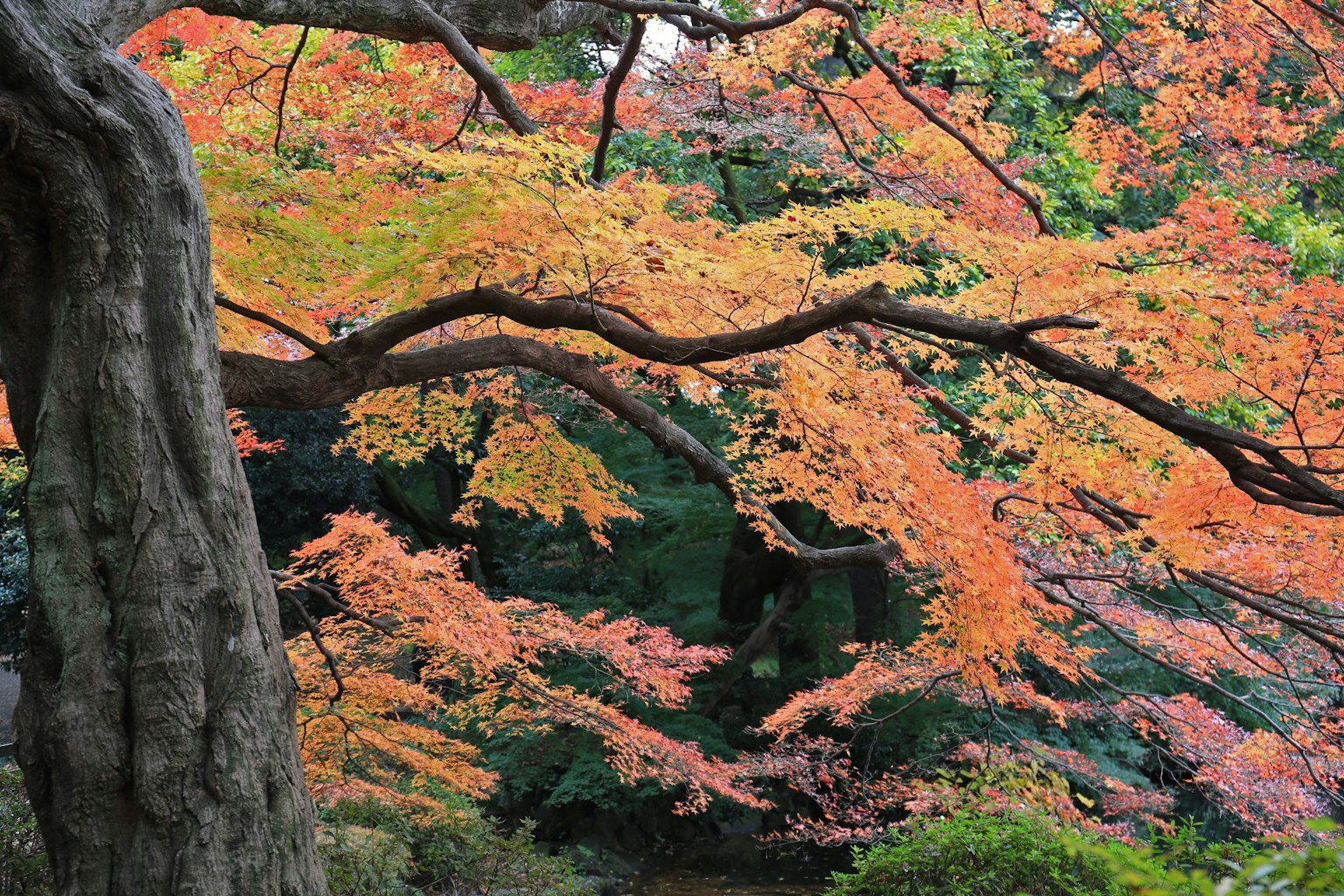Vista scenica di fogliame autunnale con foglie arancioni e rosse vivaci