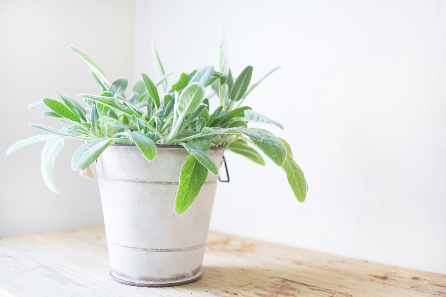 A green leaf plant in a white bucket placed against a white wall