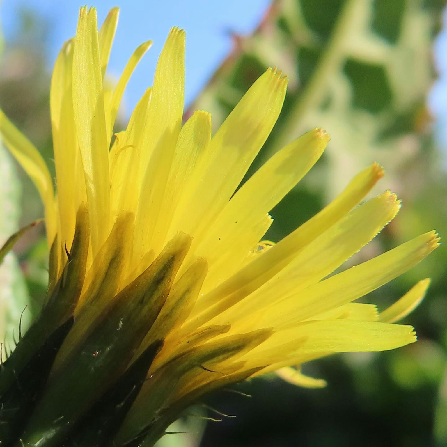 Primo piano di un fiore di cactus con petali gialli
