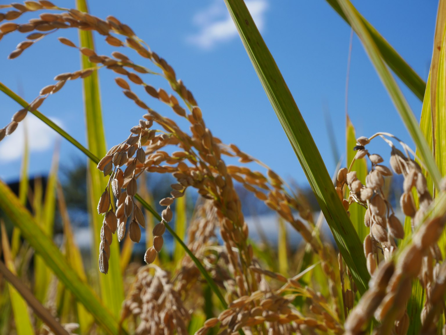 Golden rice stalks swaying under a clear blue sky