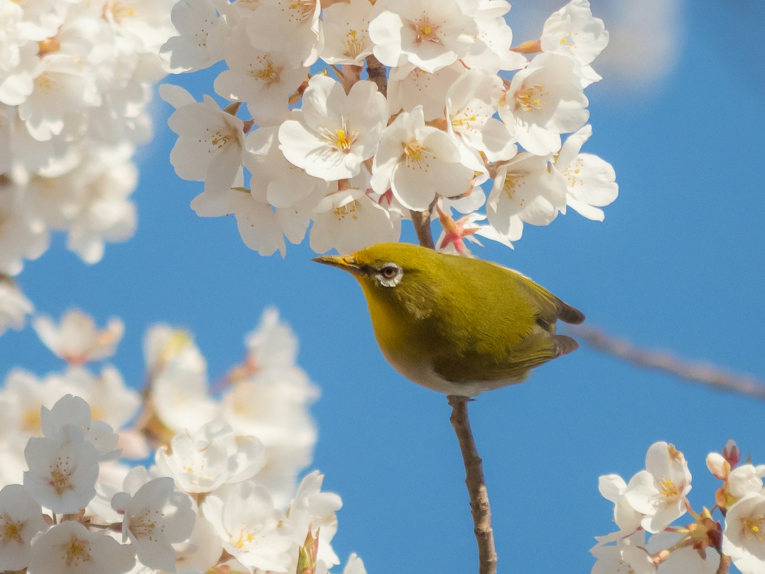 Un piccolo uccello verde appollaiato tra i fiori di ciliegio