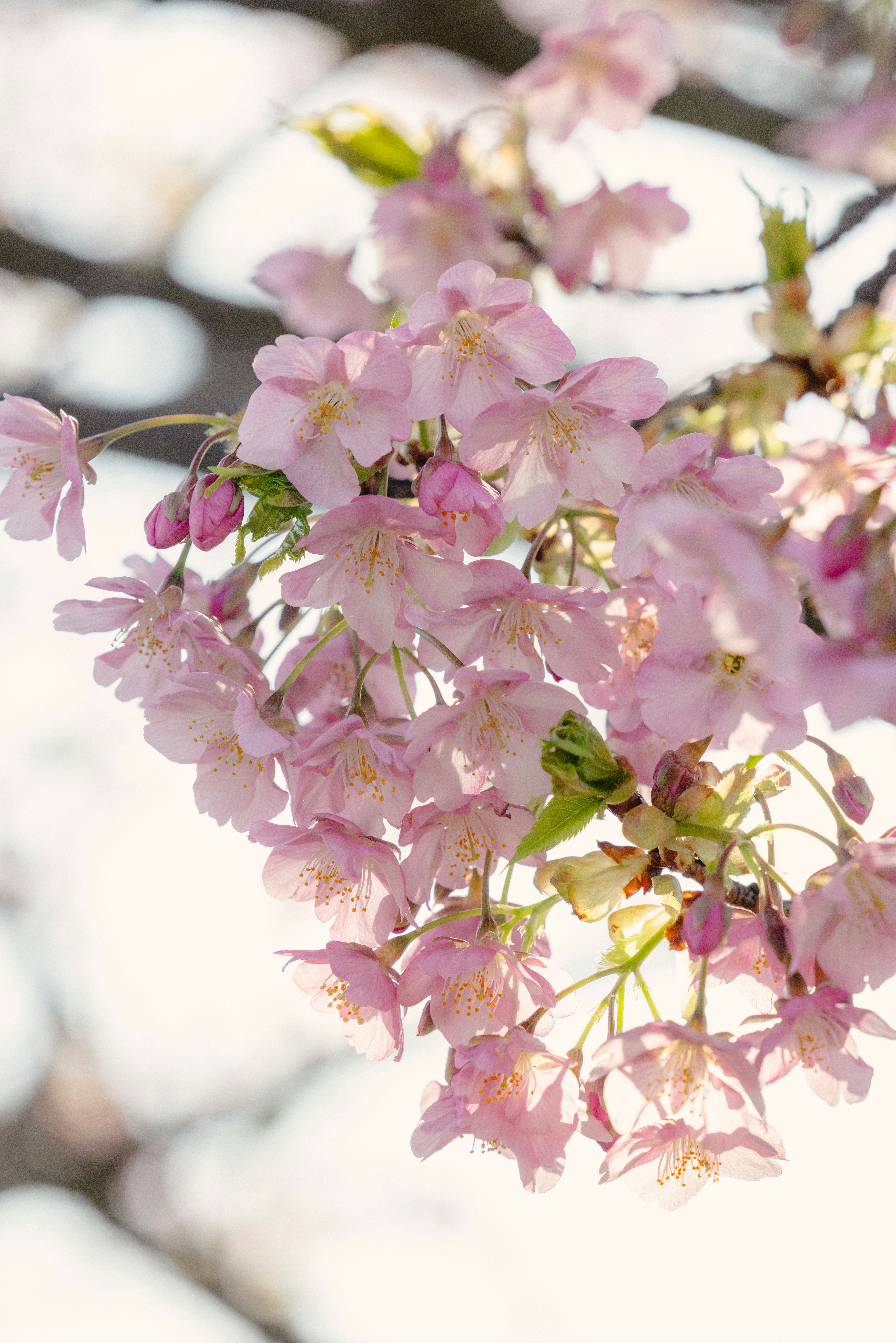 桜の花びらが咲く枝のクローズアップ柔らかなピンク色の花と新芽が見える