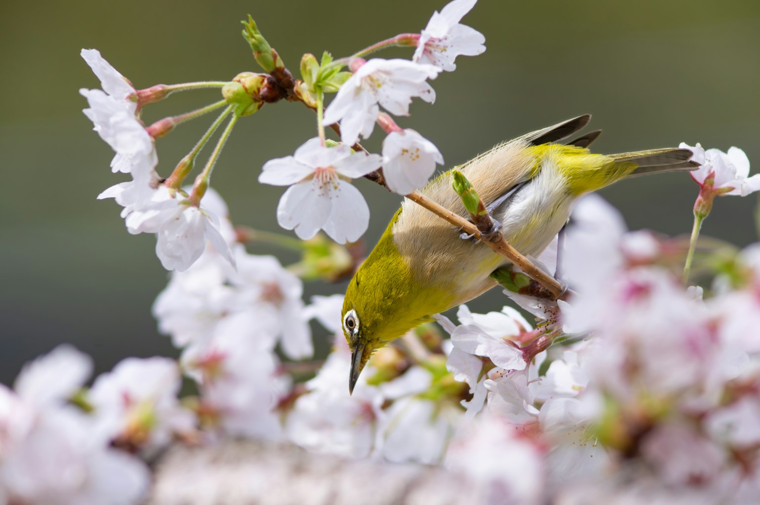 Ein japanischer Weißaugenvogel, der zwischen Kirschblüten nach Nahrung sucht