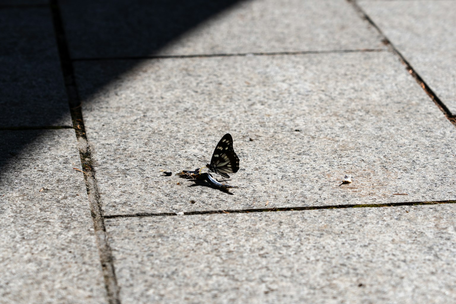 Image d'un papillon reposant sur le sol avec des motifs distinctifs sous un soleil éclatant