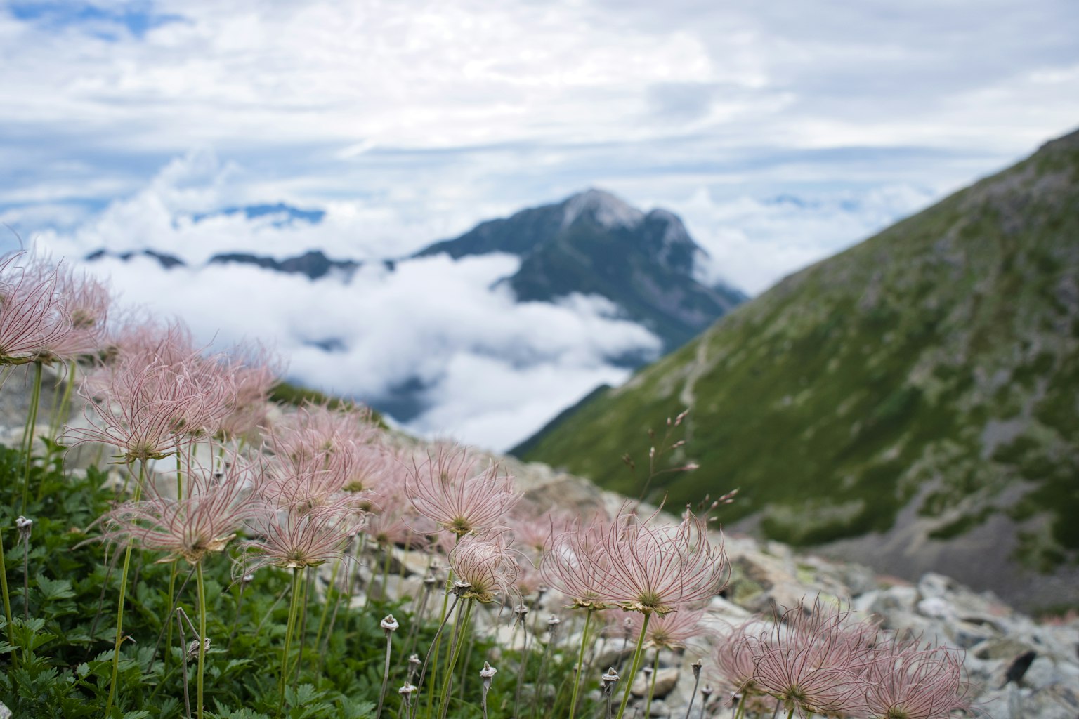 Fleurs roses dans un paysage montagneux avec des nuages et des sommets