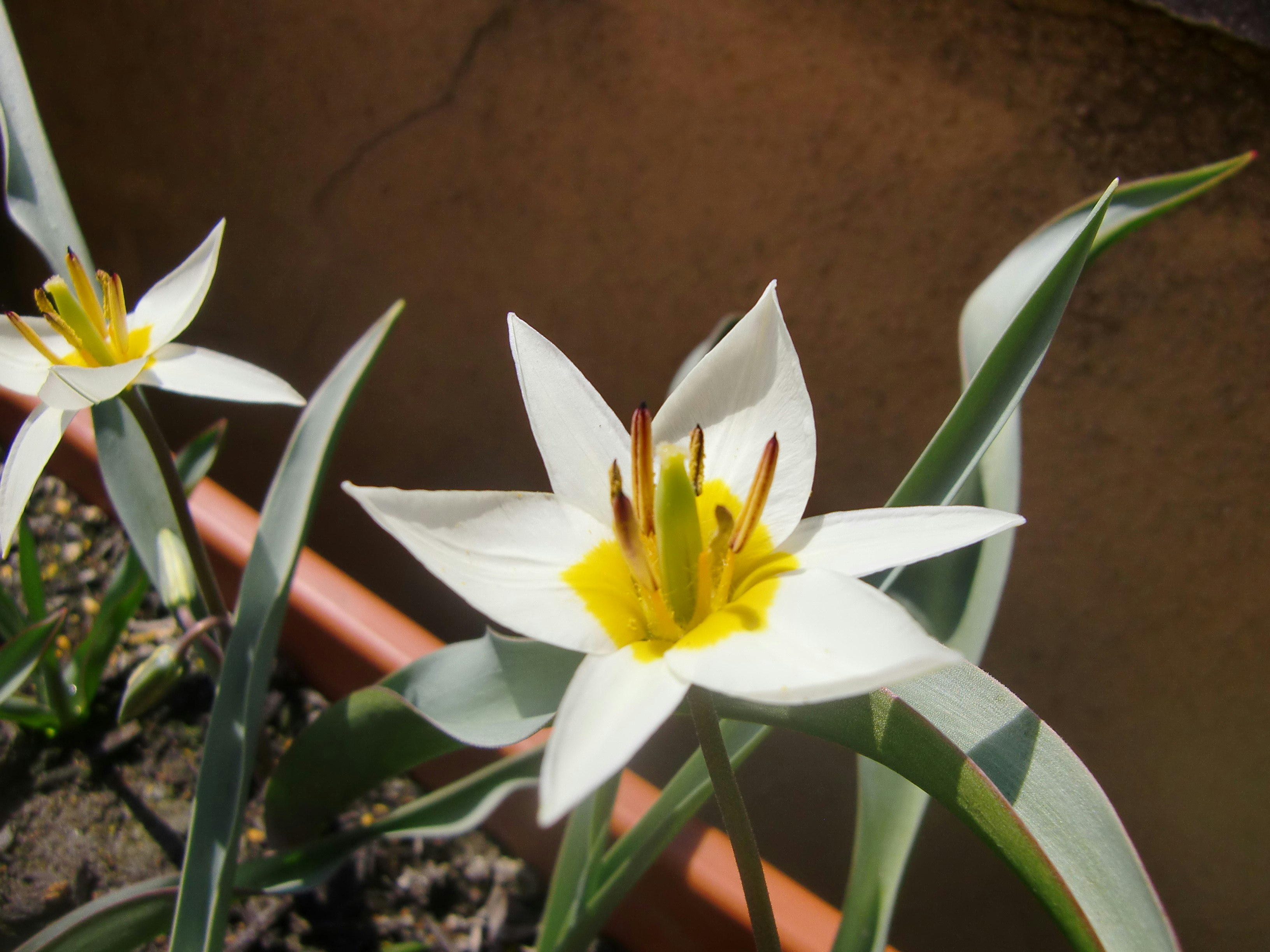 鉢植えの白い花とつぼみのある花壇の花