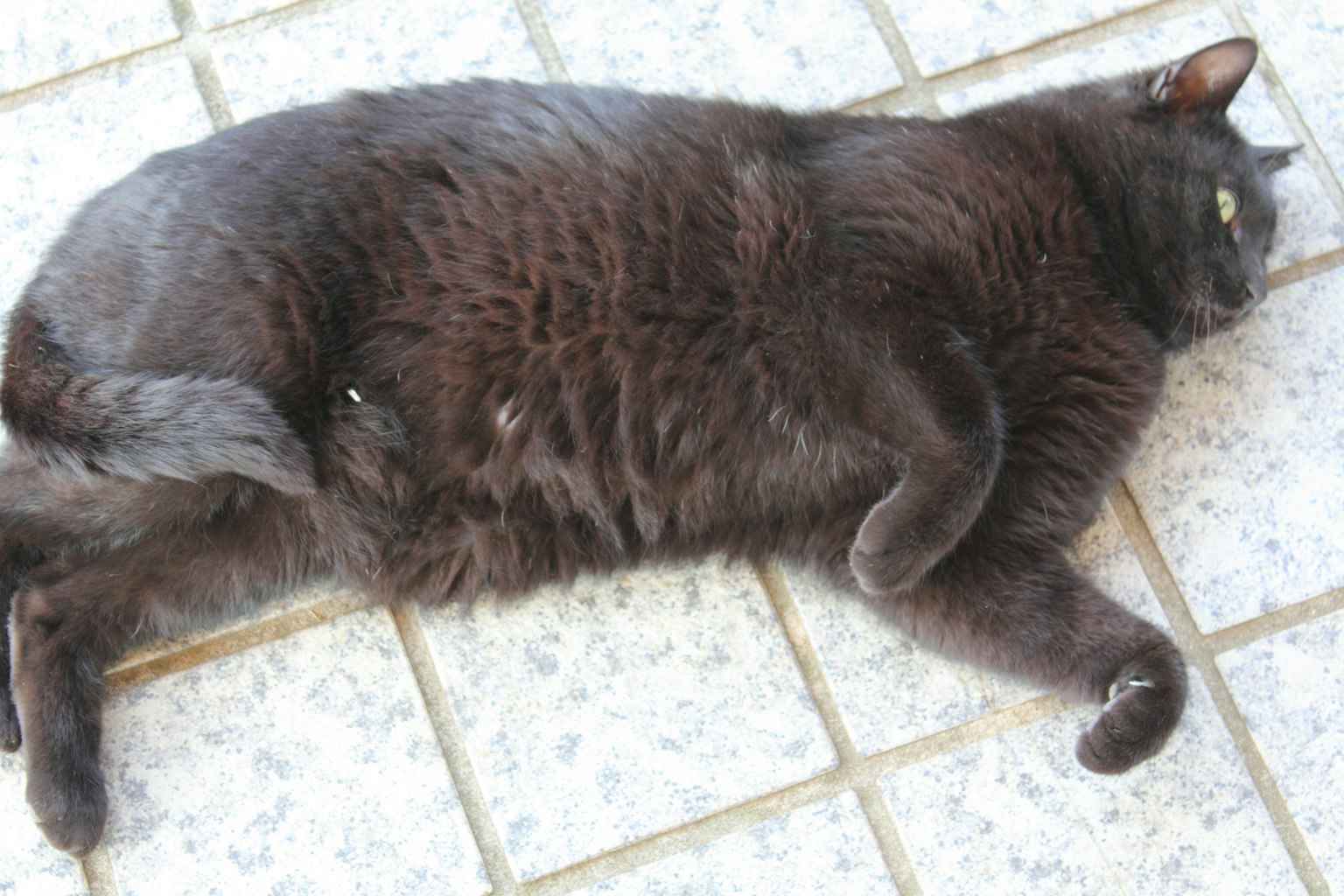 Un gatto nero sdraiato su un pavimento piastrellato