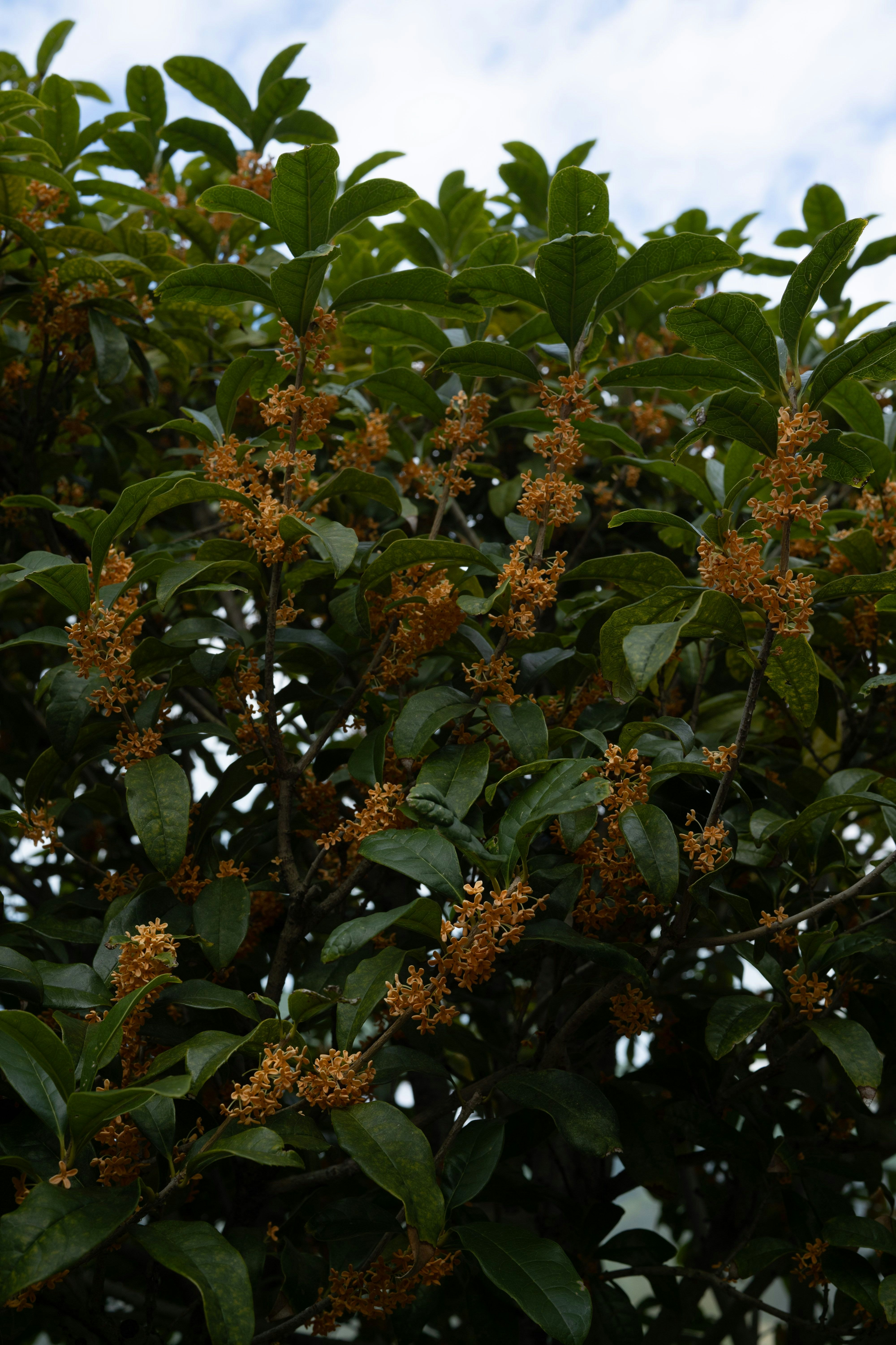 branches d’arbre avec grappes de fleurs sur fond de ciel