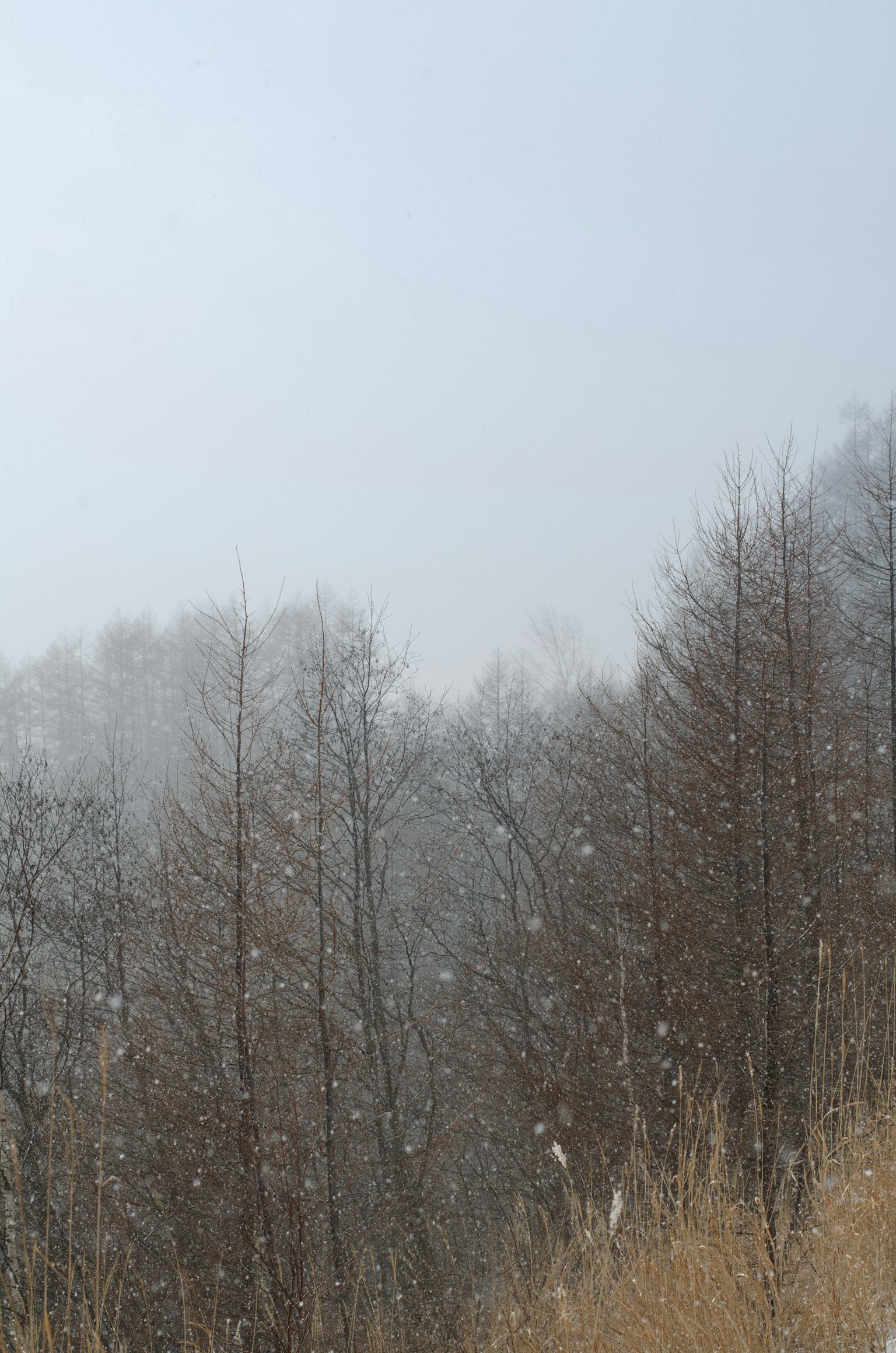 Paesaggio forestale innevato con alberi nebbiosi e erba secca