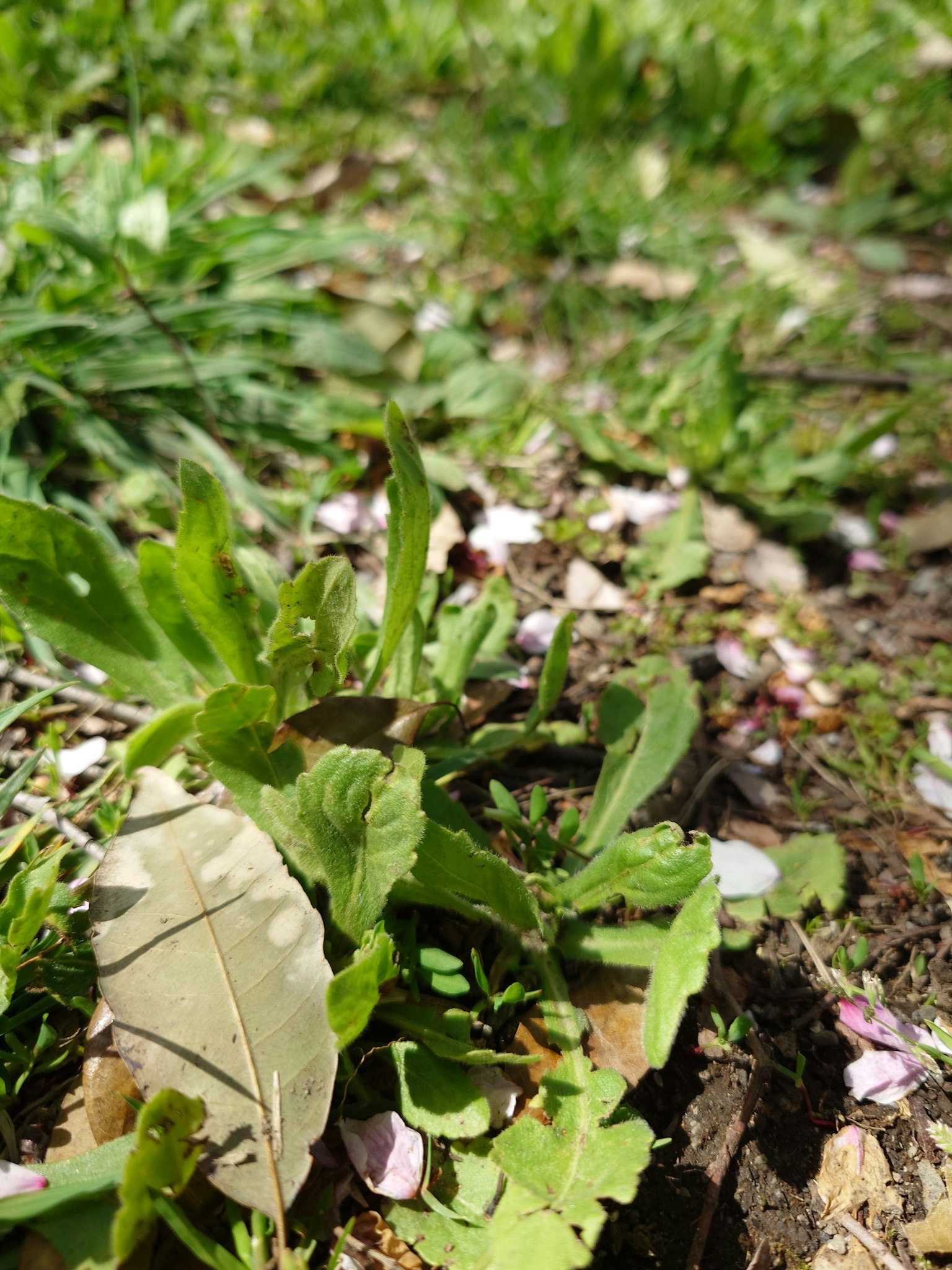 近距離拍攝地面上散落花瓣的綠色植物