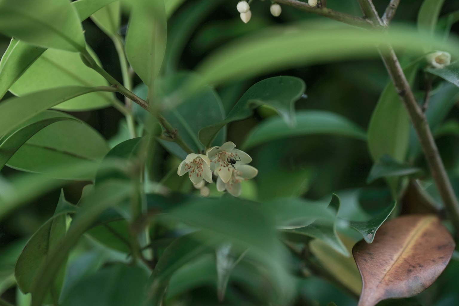 Primer plano de una planta con pequeñas flores blancas entre hojas verdes