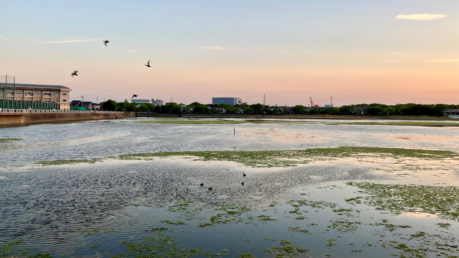 Surface calme du lac avec des plantes aquatiques flottantes et un ciel au coucher du soleil