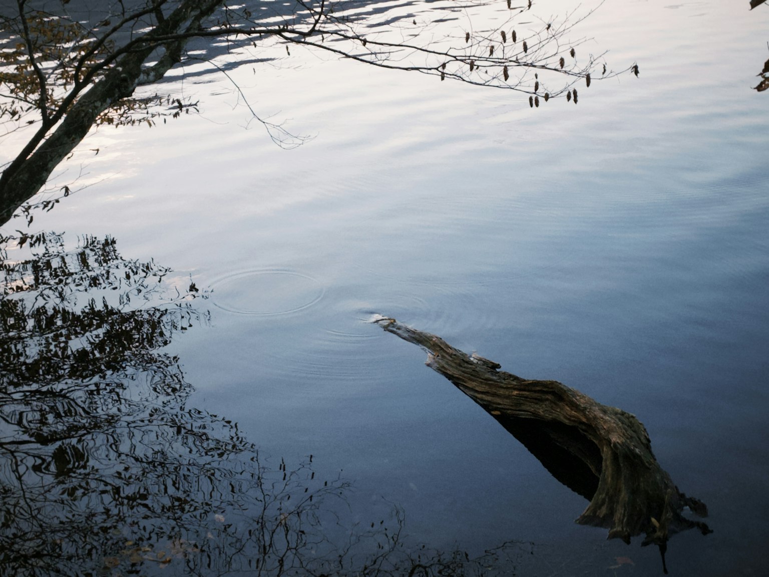Ruhige Wasseroberfläche mit einem treibenden Stamm und umliegenden Baumreflexionen