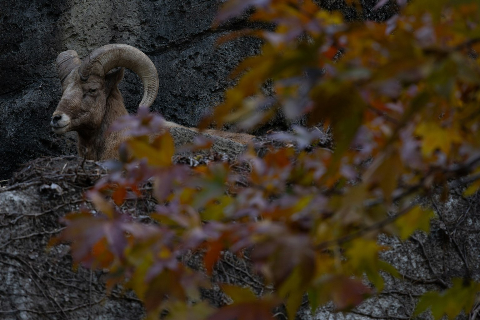 Ein großes Schaf mit Hörnern auf einem felsigen Vorsprung umgeben von herbstlichen Blättern
