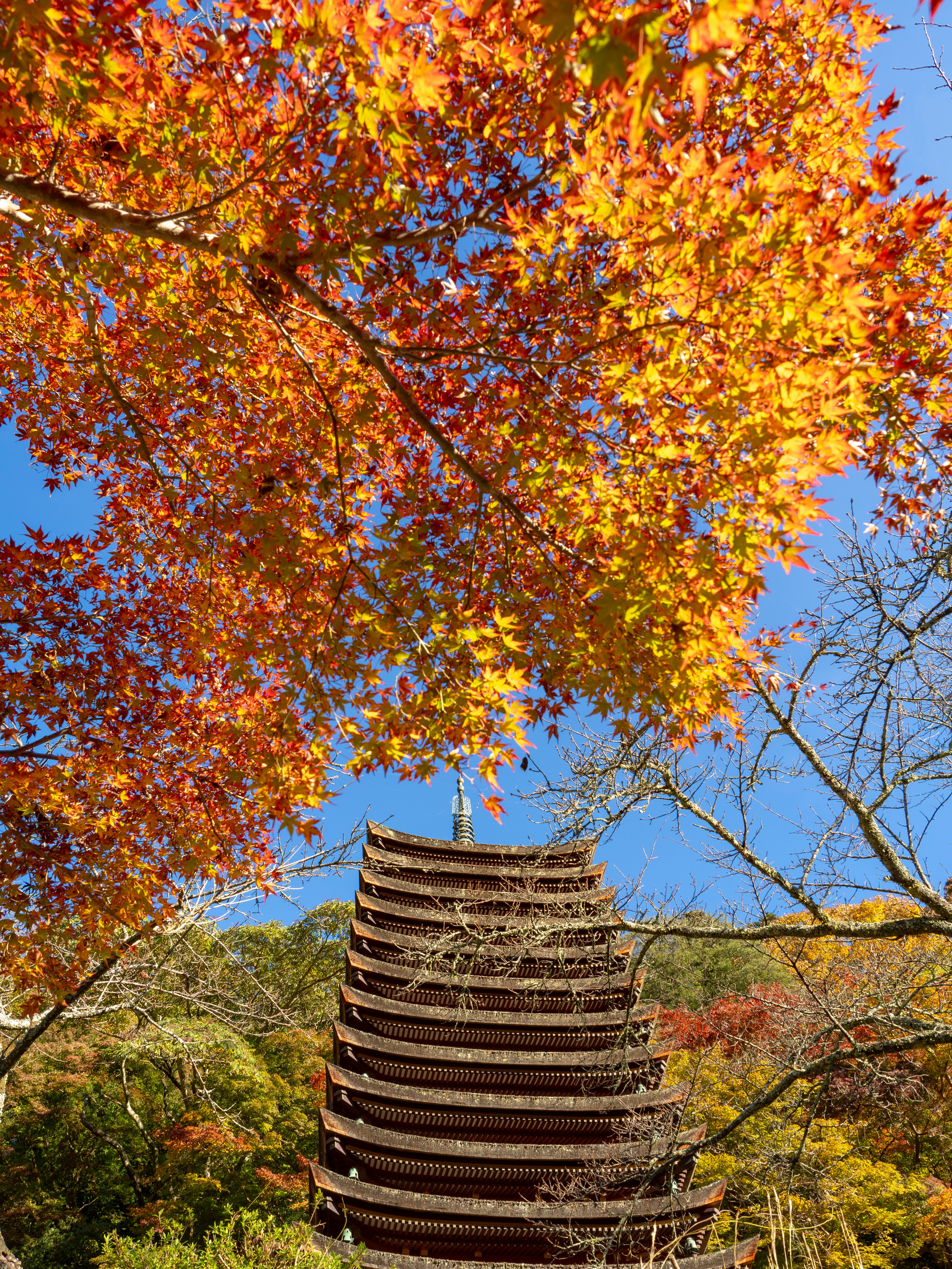 談山神社的十三重塔與秋葉