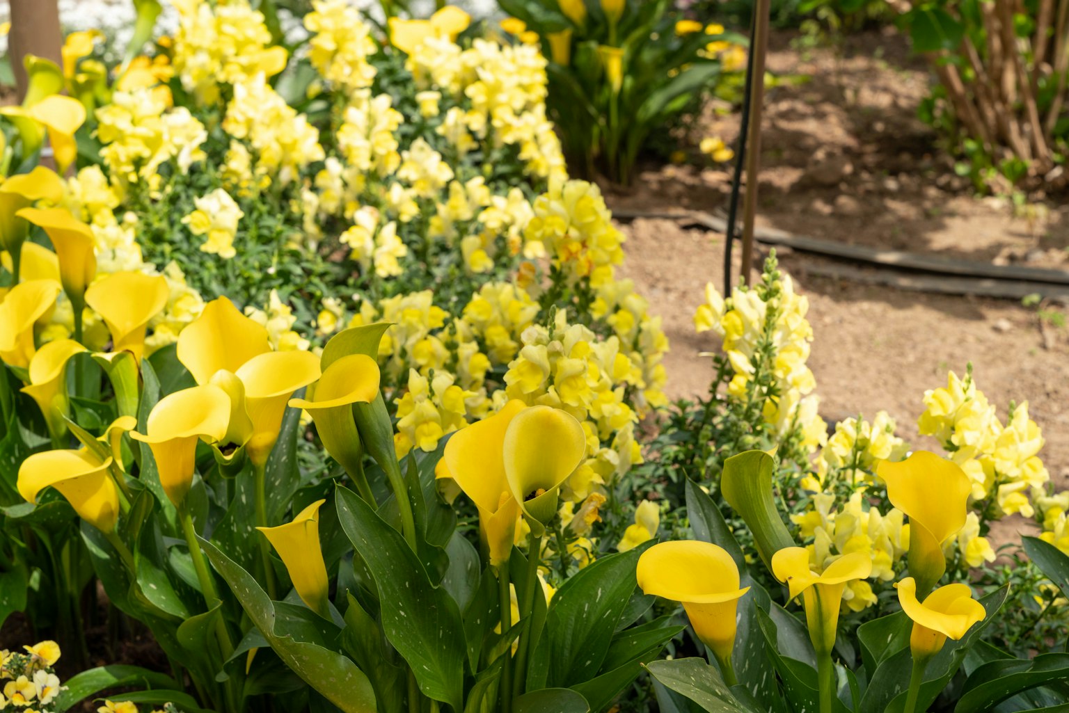 Un giardino vibrante con calle gialle e fiori gialli