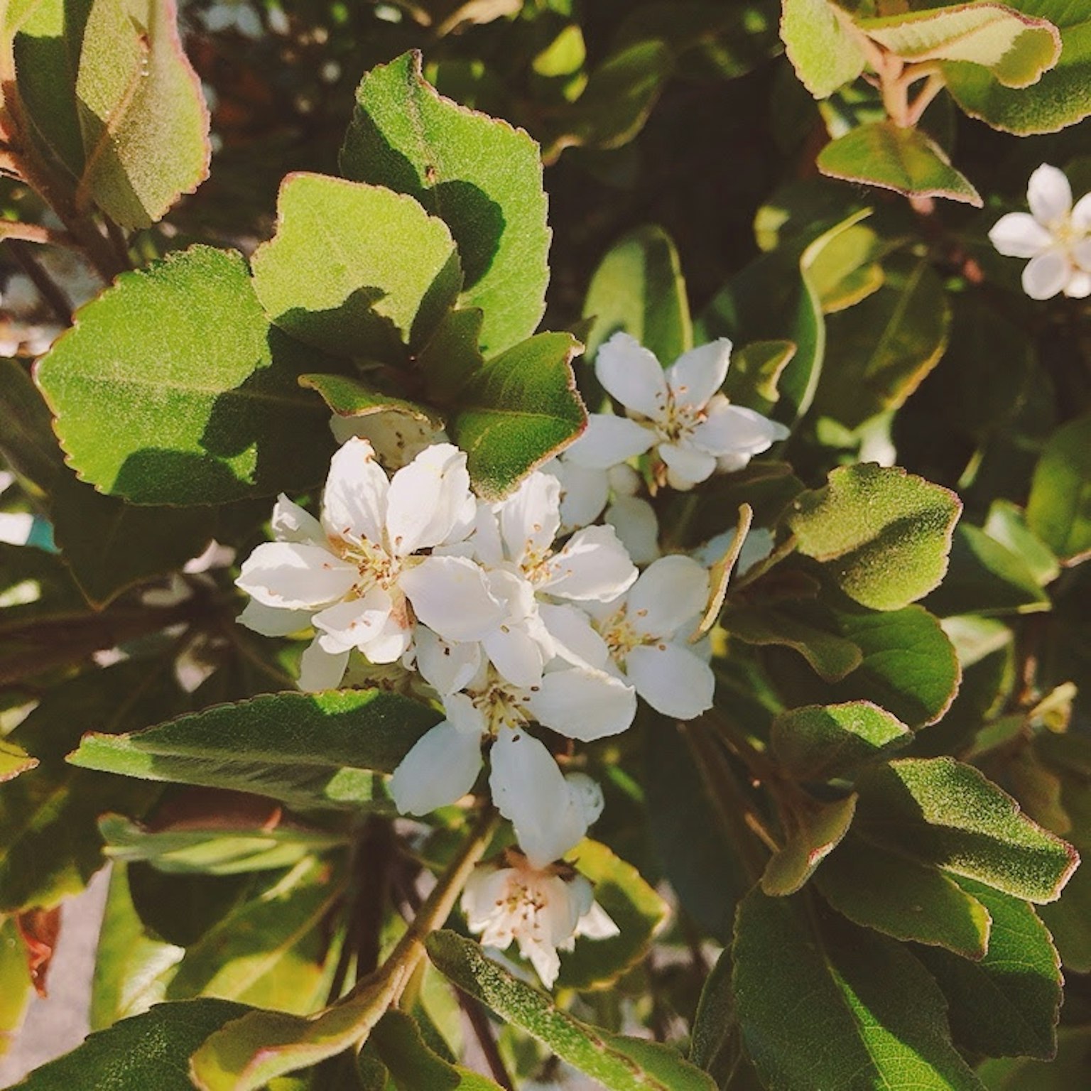 Primo piano di una pianta con fiori bianchi e foglie verdi