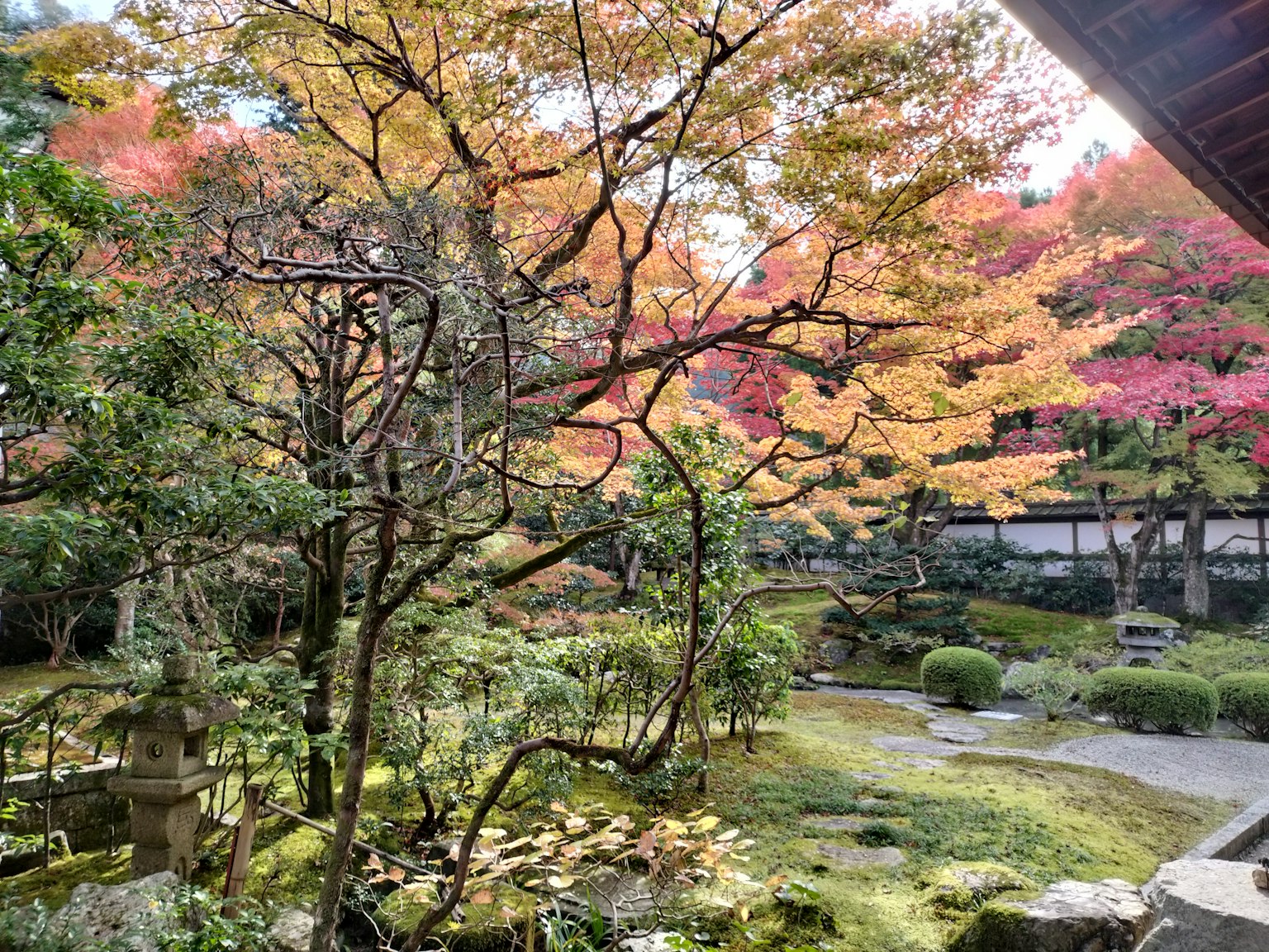 美丽的秋季花园景观 五彩斑斓的枫叶和绿色植物