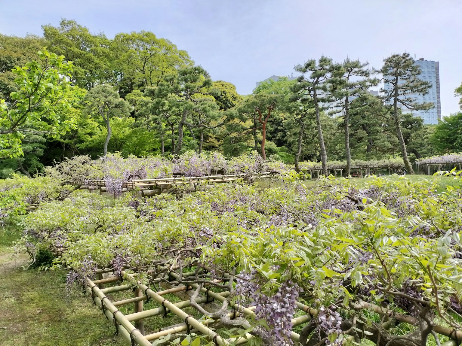 公園內盛開的紫藤花的風景 周圍環繞著綠色和樹木