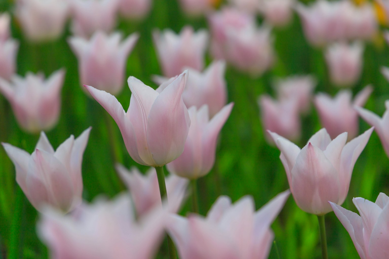 Cánh đồng tulip hồng nhạt đang nở hoa