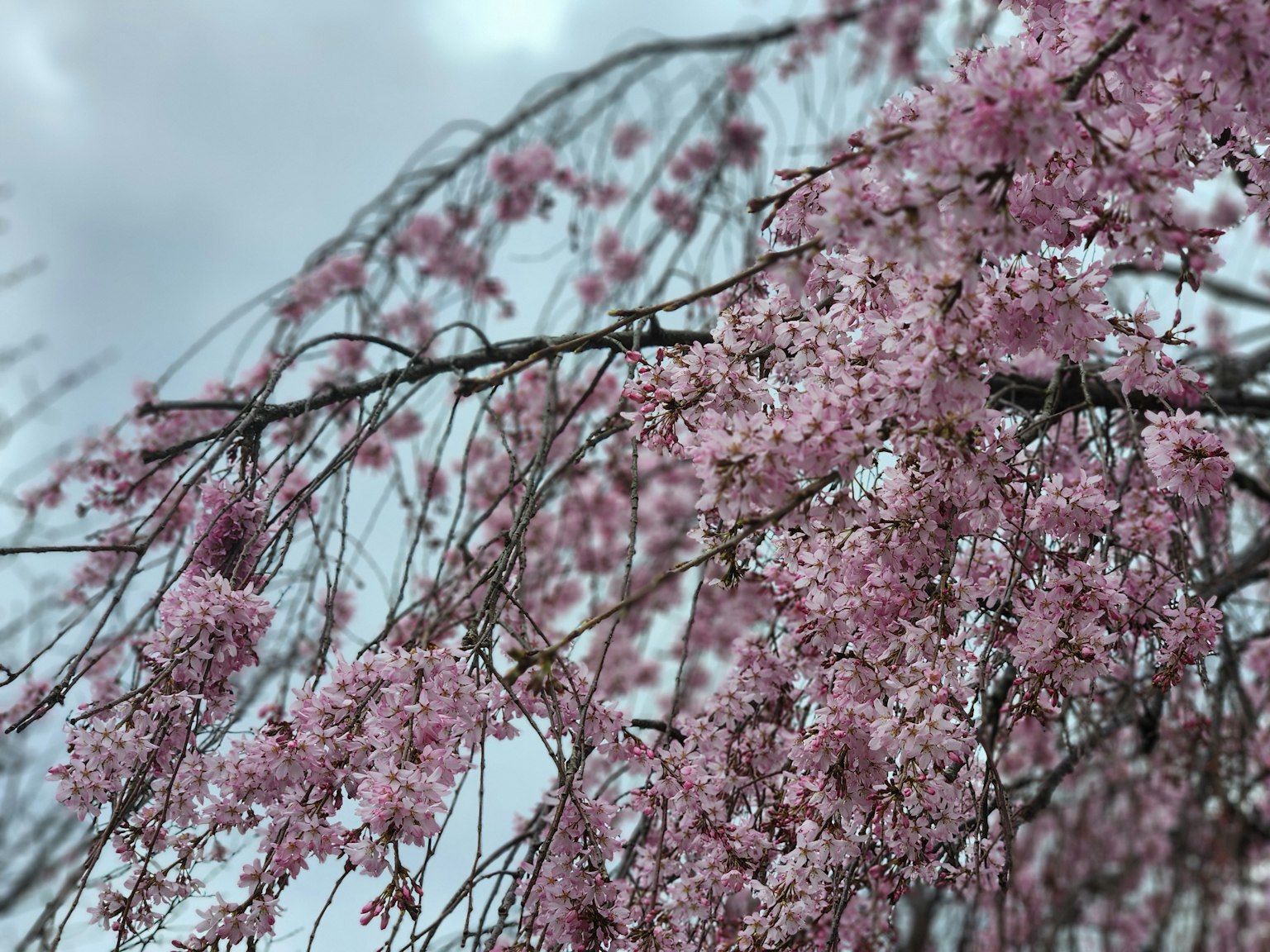 Gros plan de branches avec des fleurs roses délicates contre un ciel nuageux