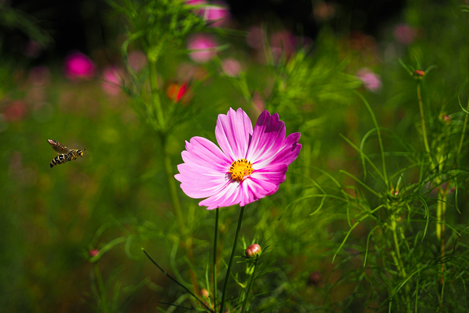 Une fleur de cosmos rose vif fleurissant au milieu d'un feuillage verdoyant