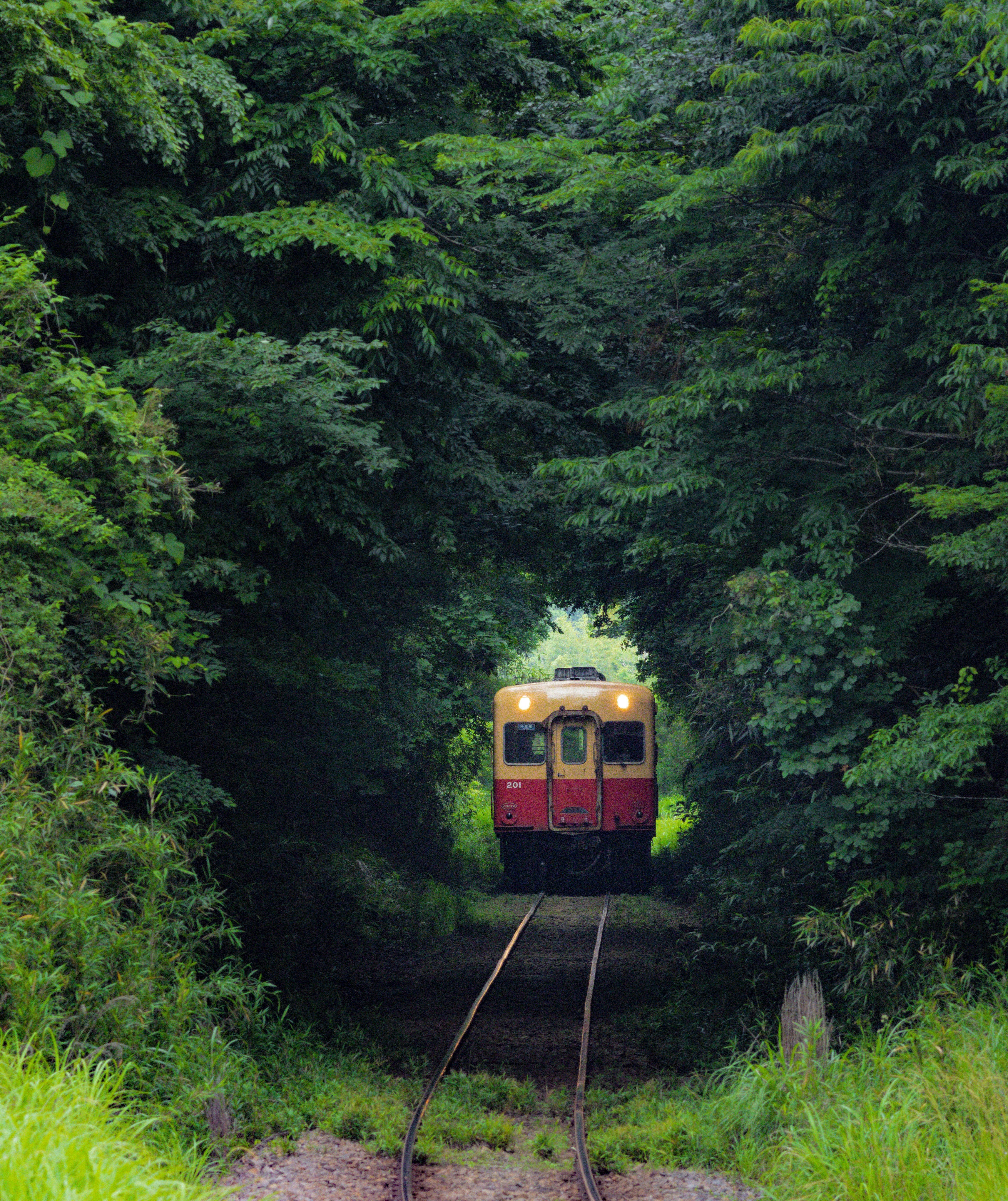 新緑の山あいを走る列車のある風景