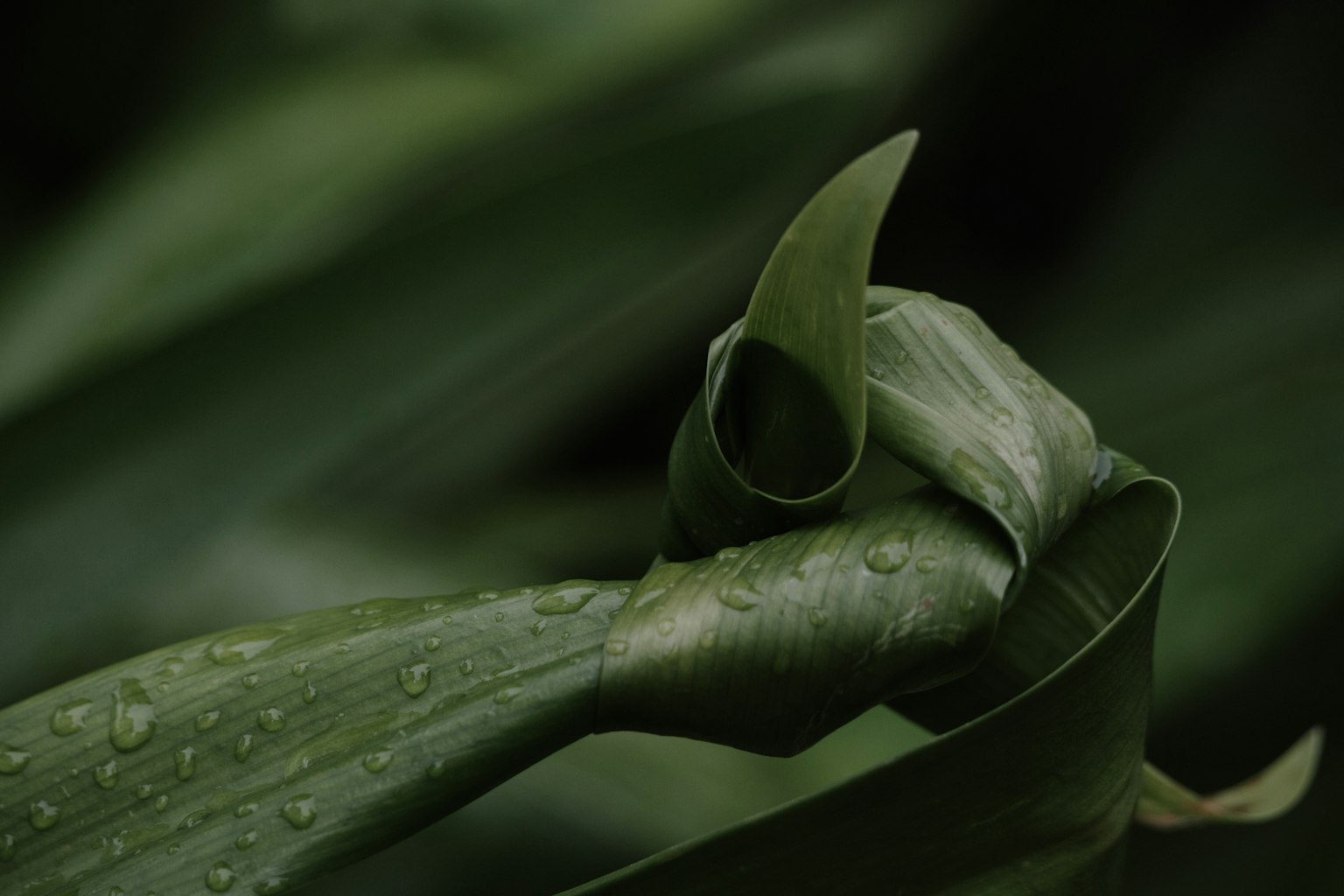 Close-up daun hijau dengan tetesan air menampilkan bentuk unik yang melingkar