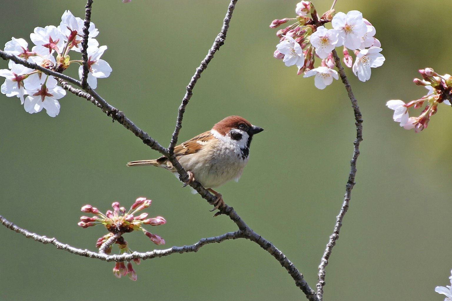 Un petit oiseau perché sur une branche de cerisier en fleurs