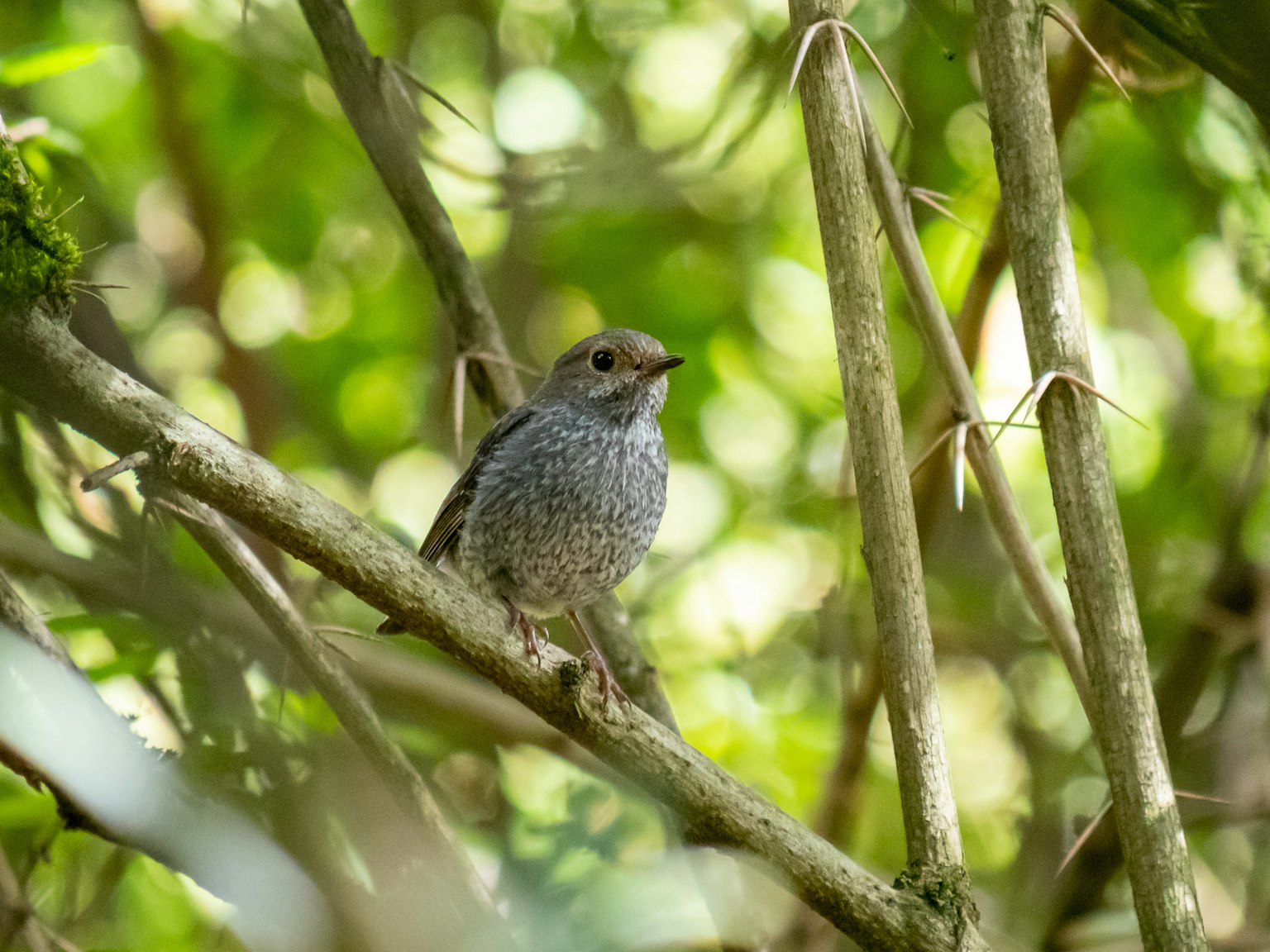 Image d'un petit oiseau perché sur une branche avec un arrière-plan vert doux