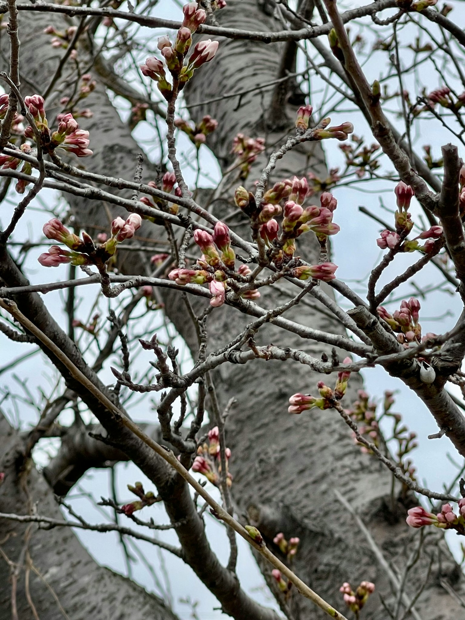 Close-up of cherry tree buds on branches and trunk