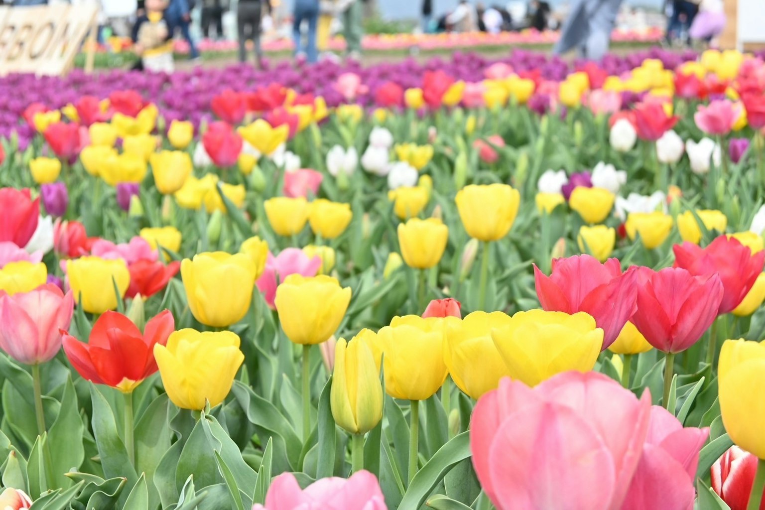Un vibrante campo de tulipanes en flor de varios colores