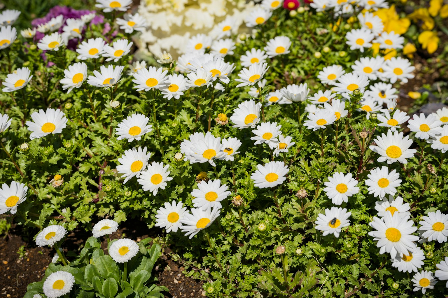 Una escena de jardín con margaritas de pétalos blancos y centros amarillos floreciendo abundantemente