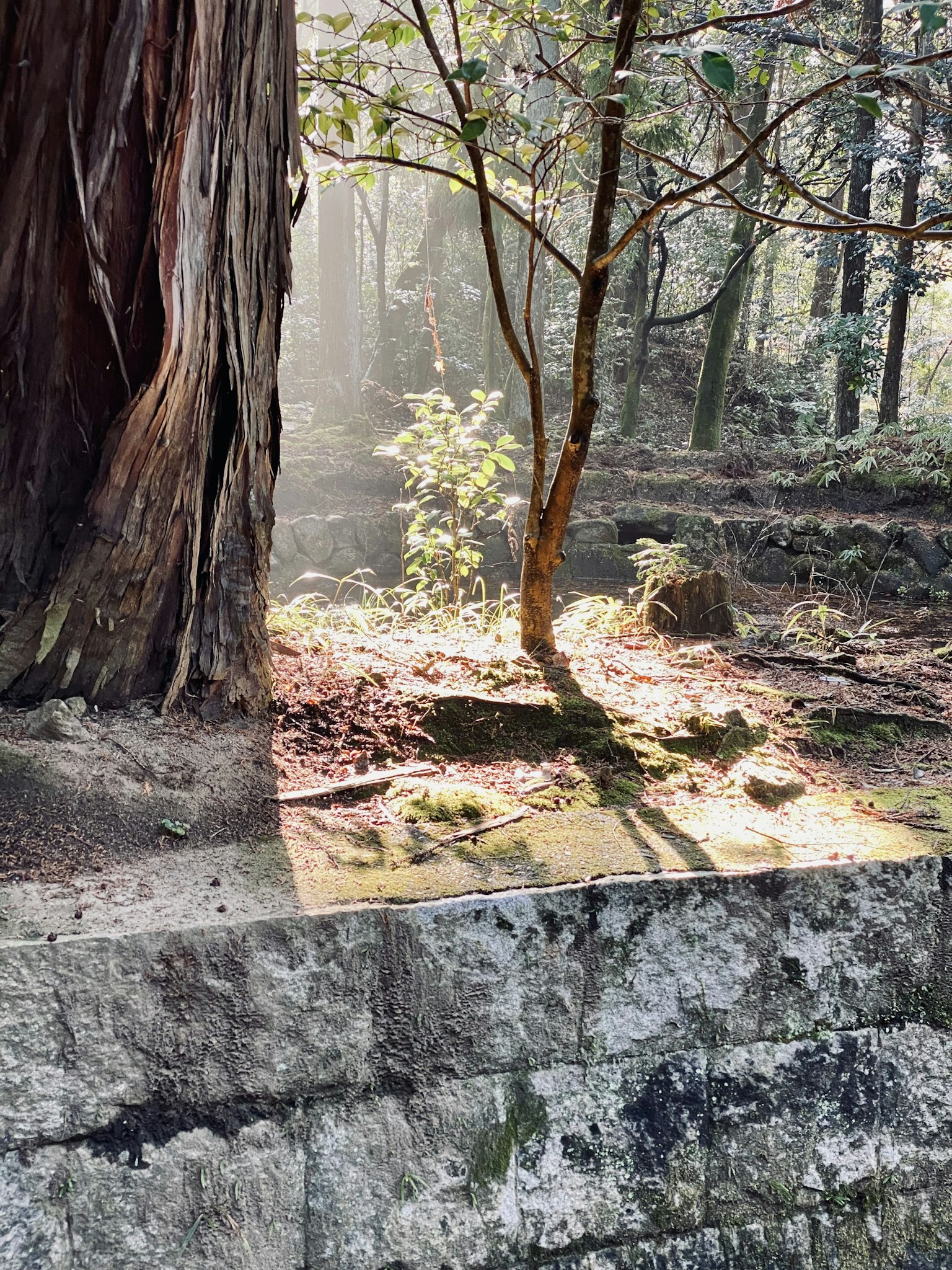 Scena forestale con un tronco d'albero e luce del sole che filtra