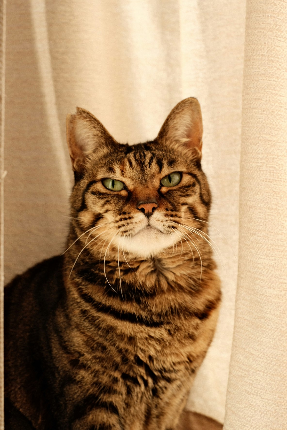 primer plano de un gato atigrado sentado frente a una cortina