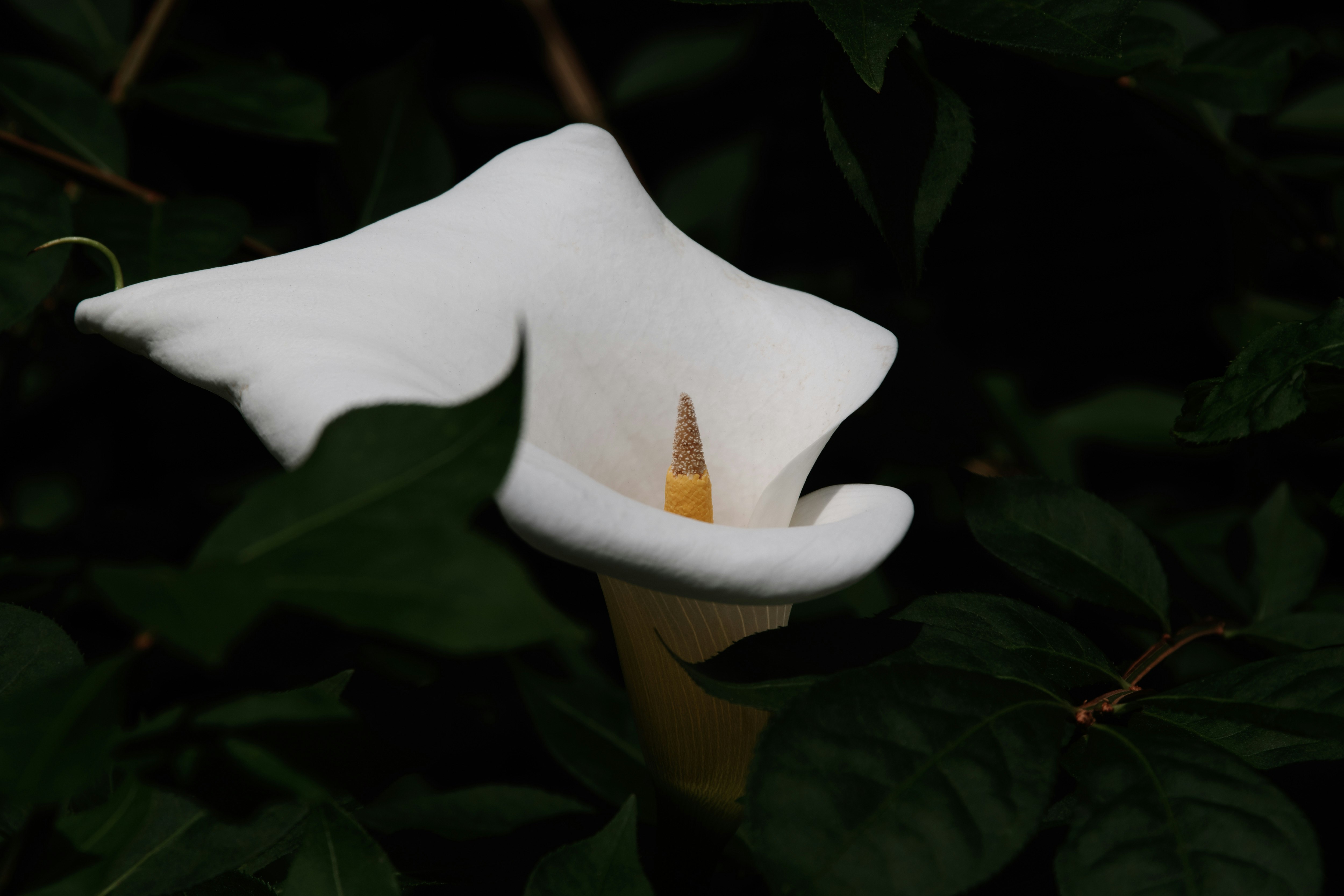 白色海芋（卡伊乌）花与叶的特写