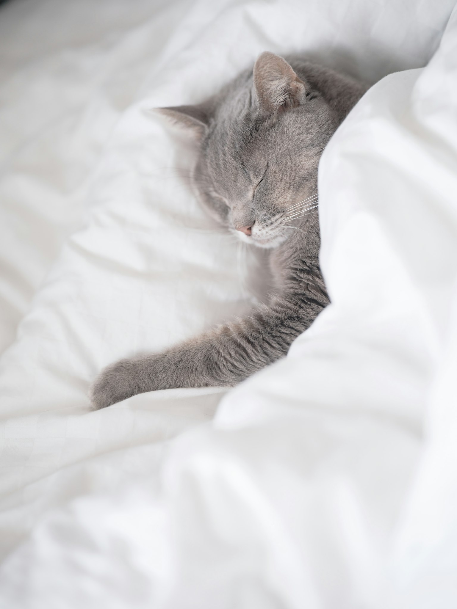 Un chat gris dormant sur une couverture blanche