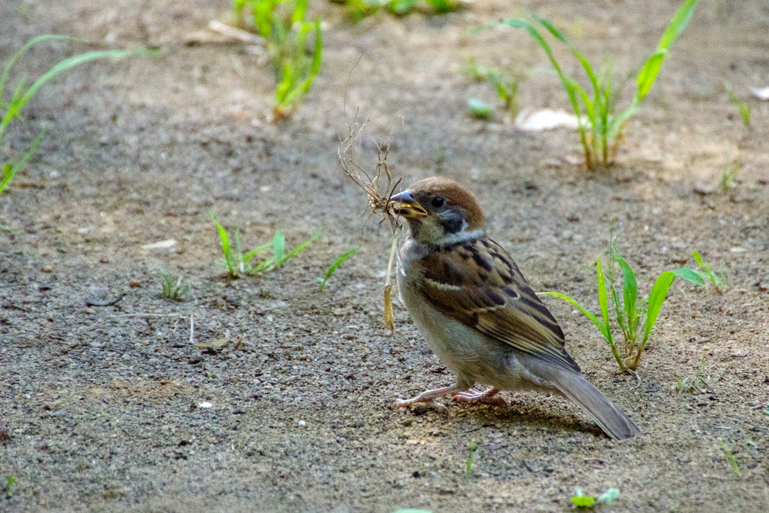 Ein junger Spatz mit Futter auf dem Boden mit kleinen Gräsern um ihn herum