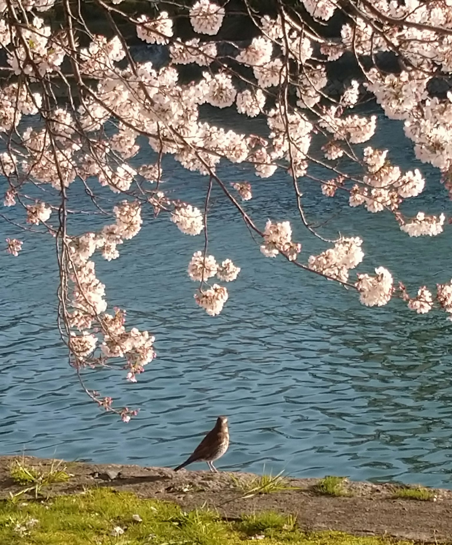 Un oiseau assis sous des branches de cerisier en fleurs avec une surface d'eau bleue