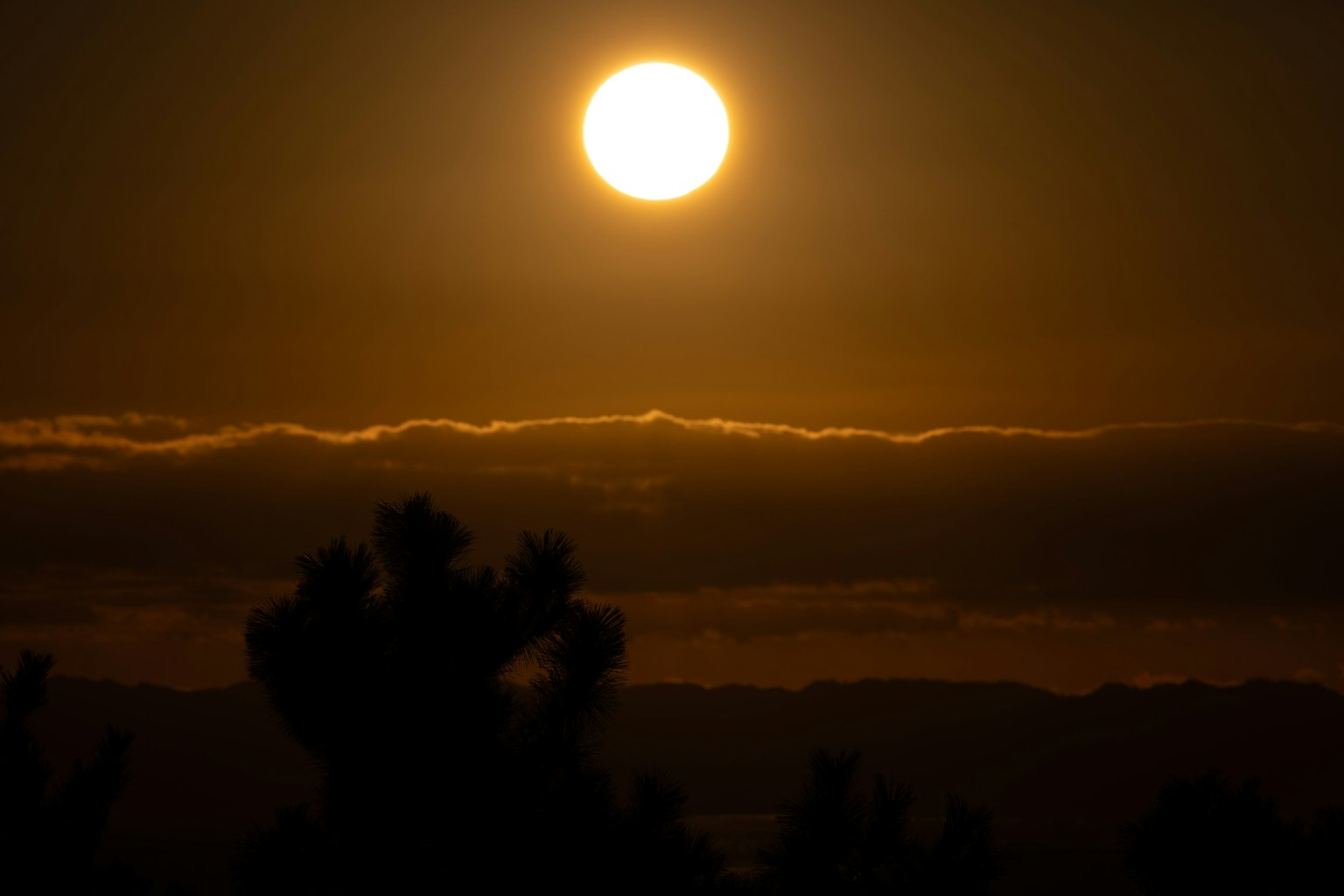 Tramonto sopra le nuvole con alberi in silhouette