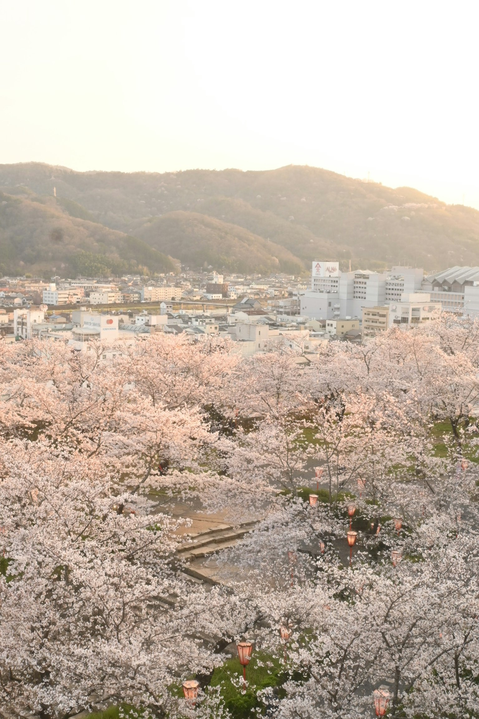 Vue panoramique de cerisiers en fleurs avec des montagnes en arrière-plan