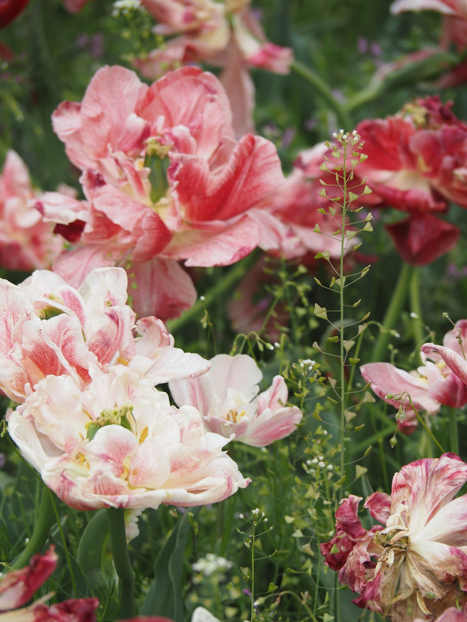 Tulip berwarna-warni mekar di taman